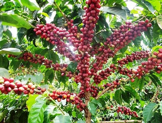 Shamba la Ugano